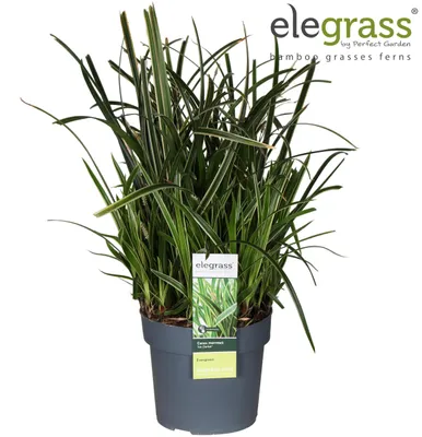 Produktbild von Carex morrowii Eistanz - 35-45cm - Ø19cm - Gartenpflanze