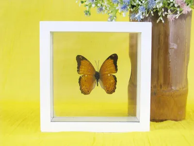 Produktbild von Einzigartiger Schmetterling in einem Bilderrahmen - Gemeiner Augenfalter