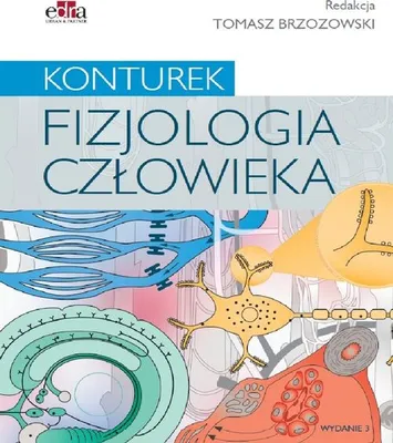 Zdjęcie produktu dla Konturek. Fizjologia człowieka