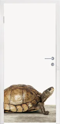 Produktbild von MuchoWow® Türtapete Selbstklebende Türfolie Schildkröte - Junge - Tiere - Kinder - Mädchen 85x215 cm Türposter Türaufkleber Klebefolie Türklebefolie - Aufkleber für türen - Türplakat - Dekoration