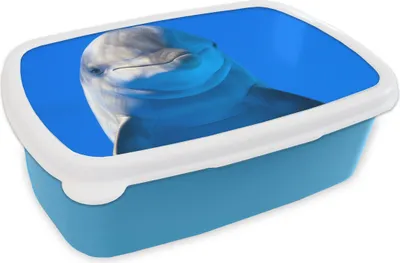 Obrázok produktu pre KitchenYeah® Lunchbox Box na desiatu 17x11 cm Delfín v akváriu Detský box na desiatu - obed - plastový - plechovka na chlieb - sendvičový box - box na desiatu pre deti
