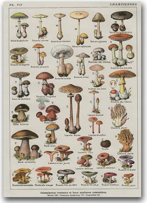Produktbild von Poster - Canvas - Leinwand - 59,4 cm x 84,1 cm - Fotoposter - Leinwandkunst - Botanischer Druck Pilze Pilze