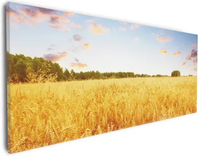 Produktbild von Wallario Premium Leinwandbild Weizenfeld unter blauem Himmel in Größe 30 x 75 cm