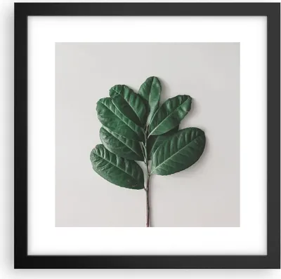 Produktbild von Gerahmtes Poster - Schwarzer Rahmen - Blätter Pflanzen Botanik - 30x30 cm - Wand Bild - Wanddeko - Wandbilder - Kunstposter - Wandposter - Bilderrahmen - Bilder - Kunstdruck - P2BAC30x30-4956