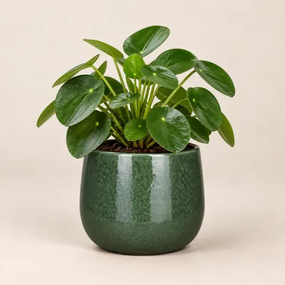 Produktbild von Mica Decorations Pflanzentopf - Keramik - grun glanzend - 18x16 cm