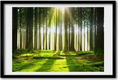 Produktbild von Bild 60x40 MDF-Rahmen, Wandkunst Wald in der Sonne