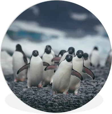 Produktbild von MuchoWow® Rundes Wandbild - Runde Bilder Adeliepinguine am Strand Ø 30 cm Kreis Wanddekoration Kunststoff - Wandkreis - Wandschmuck - Schlafzimmer - Bilder - Der Kreis - Kunst für die Wohnung - Plastik - Kunstdruck - Wandbild