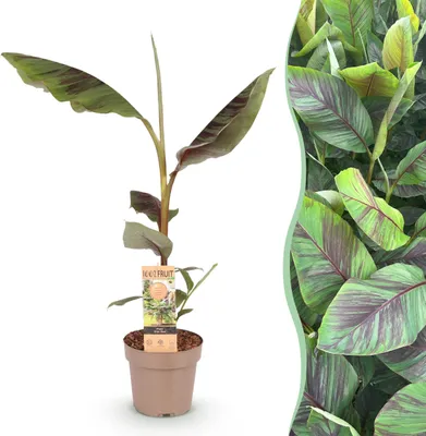 Image de GreenboutiQ - Plante à fruits - Banane fibreuse japonaise - Musa Ever Red - Rustique - Pot 21cm Hauteur 70-90cm