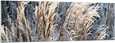 Produktbild von Bilder auf glas - Einteilig - Stock Ähren Boho - 160x50cm - Glasbilder - Wandbilder - Bilder - zum Aufhängen bereit - Wanddekoration aus Glas - Glas Bilder - Wandbild auf Glas - GAB160x50-4523