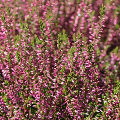 Produktbild von 6 Pflanzen Rote Knospenheide ‘Marlies’, Calluna vulgaris, winterhart