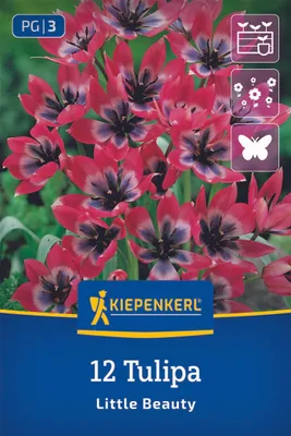 Produktbild von Kiepenkerl Wildtulpe Little Beauty Tulipa humilis 12 Zwiebeln