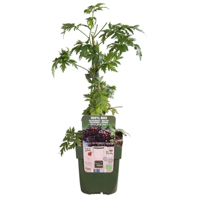 Produktbild von Rubus fruticosus 'Thornless Evergreen' - Dornenlose Brombeere