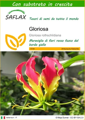 Immagine prodotto di SAFLAX  - Gloriosa - 15 semi - Con substrato - Gloriosa