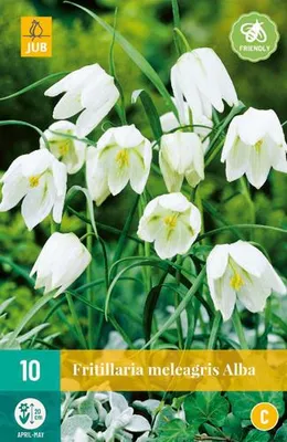 Produktbild von Schachbrettblume Meleagris Alba (10 Stück) | Blumenwiebeln von Jub Holland
