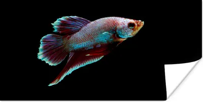 Produktbild von MuchoWow® Poster Fische - Tiere - Licht 40x20 cm - Poster für die Wand - Poster Schlafzimmer