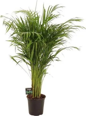 Produktbild von Goldfruchtpalme Dypsis Lutescens Ø21cm ↕110cm Bambuspalme Zimmerpflanze