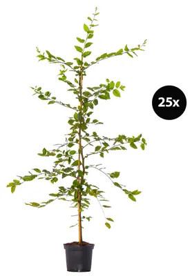 Produktbild von Dehner Hainbuche, Carpinus betulus, für 6 Meter Hecke, 150-175 cm, 25 x 5 l Topf, Heckenpflanze