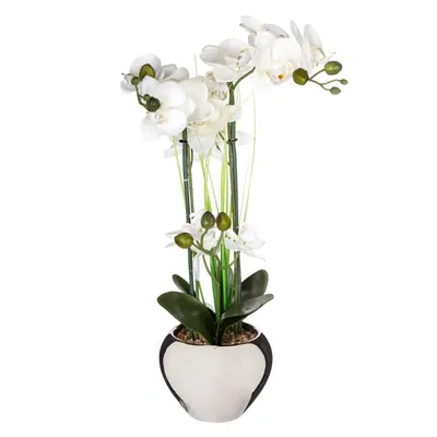Produktbild von Orchidea v striebornom kvetináči 53 cm