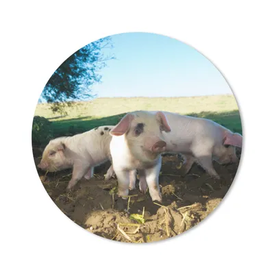 Produktbild von MuchoWow® Mauspad Mousepad Schweine - Tiere - Landschaft 20x20 cm - Mousepads - Maus Mat - Pad - Mausunterlage - Schreibtischmatte