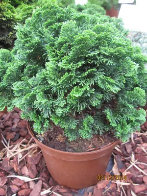 Produktbild von Chamaecyparis obtusa Nana Gracilis - Zwergige Muschelzypresse - 25-30cm