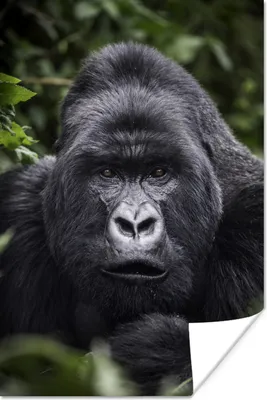 Produktbild von MuchoWow® Poster Gorilla schaut mit seinen perlweißen Augen in die Kamera 120x180 cm - Kunstposter