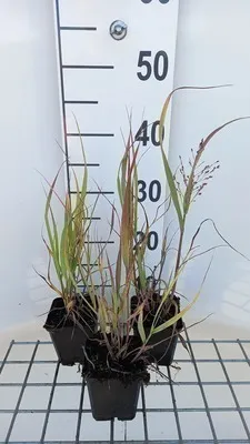 Produktbild von 6 x  Panicum virg. 'Strictum' - Ruten Hirse - Topf 9 x 9 cm