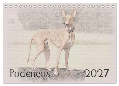 Immagine prodotto di Podencos 2027 (calendario da tavolo 2027, formato DIN A5 orizzontale), calendario mensile CALVENDO