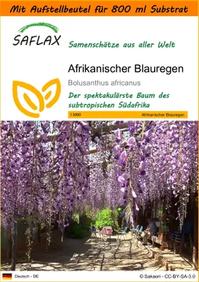 Produktbild von SAFLAX - Garden in the Bag - Afrikanischer Blauregen - 15 Samen - Mit Anzuchtsubstrat im praktischen, selbst aufstellenden Beutel - Bolusanthus africanus