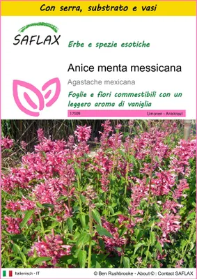 Immagine prodotto di SAFLAX Insieme di coltivazione - Anice menta messicana - 50 semi - Agastache