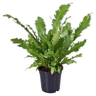 Produktbild von Asplenium Nidus - 35-45cm - Ø17cm - Zimmerpflanze - Immergrün
