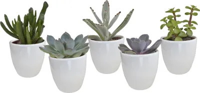 Produktbild von Wicken Mix 5.5 Cm