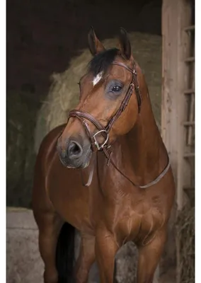 Produktbild von NORTON PRO GP Gummizügel in schwarz und havana, Farbe:Schwarz, Größe:Warmblutgröße