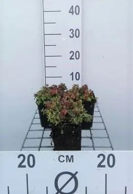 Produktbild von 6 x  Sedum oreganum - Fettblatt - Topf 9 x 9 cm