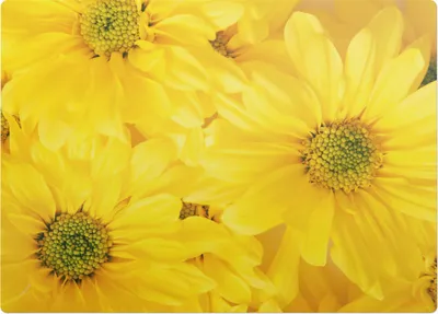 Produktbild von Solarblumen – Bodenschutzmatte – Rutschfest – Schutzmatte für Büro – Vinylmatte – Stuhlunterlage – 140 x 100 cm
