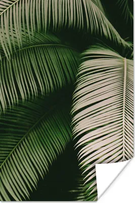 Produktbild von MuchoWow® Poster Palmwedel - Sommer - Tropisch 80x120 cm - Papierdruck