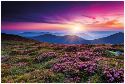 Produktbild von Wallario Premium Glasbild, freischwebende Optik, kräftige Farben, Größe 90 x 60 cm Motiv Blumenbedeckte Wiese bei Sonnenuntergang