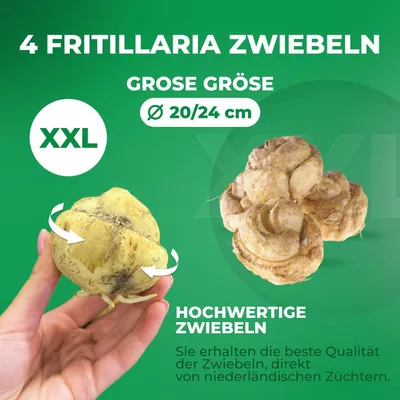 Produktbild von Kaiserkronen Knollen Mehrjährig - Fritillaria Persica Purple & White - 4 Blumenzwiebeln - Echte Pflanzen aus Holland - für Garten und Topf (große Knollen, kein Samen und nicht künstlich)