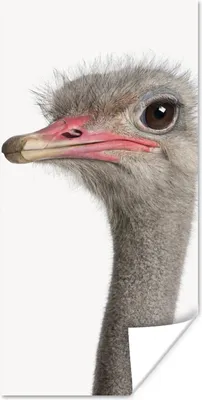 Produktbild von MuchoWow® Poster Strauß - Tiere - Kinder - Jungen - Mädchen - Vogel 20x40 cm - Plakat - Foto