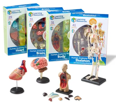 Produktbild von Learning Resources Anatomie Modell Bundle Lernspielzeug Set