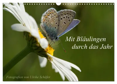 Produktbild von Mit Bläulingen durch das Jahr (Wandkalender 2027 DIN A3 quer), CALVENDO Monatskalender