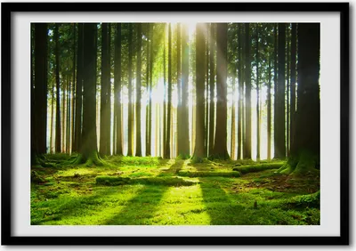 Produktbild von Bild - Bilder - Bilderrahmen - 70 cm x 50 cm - MDF-Rahmen, Wandkunst Wald in der Sonne