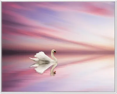Produktbild von Wallario Wandbild Weißer Schwan im rosafarbenen See, Größe: 40,30 x 50,30 cm, Poster mit weißem Aluminiumrahmen