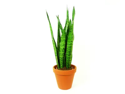 Obrázok produktu pre Gardners Sansevieria zeylanica, priemer 14 cm