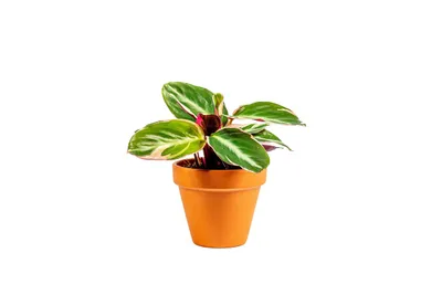 Obrázok produktu pre Gardners Stromanthe Triostar, priemer 7 cm