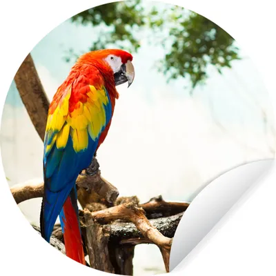 Produktbild von MuchoWow® Runde Wandtattoo - Wandsticker Tapete Aufkleber Papagei - Vogel - Regenbogen - Tropisch Ø 80 cm Selbstklebend und Repositionierbar - Wandaufkleber - Kreis - Mauerkreis - Wand Bilder - Wandsticker - Wohnzimmer Dekoration - Dekoration für die Wände - Aluminium - Babyzimmer