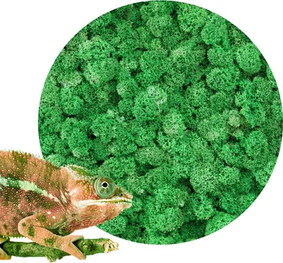 Immagine prodotto di Muschio BioIce Verde Scuro Erba 25g