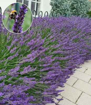 Produktbild von BALDUR Garten 9x Lavendel 'Phenomenal®' Duftlavendel, Pflanzen im 9x9 cm-Topf, echter Lavendel, Lavandula, Blüten essbar, winterharte Staude, trockenresistent & mehrjährig, bienenfreundlich