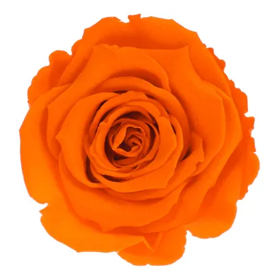 Produktbild von Infinity Rose L Ø5cm konserviert stabilisiert haltbar Rosenkopf ewige Rosenblüte 1 St. Orange (ora02)