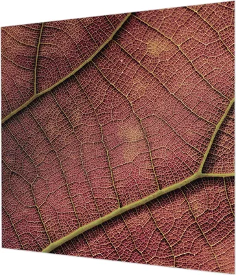 Zdjęcie produktu dla Tapeta ścienna – tapeta dekoracyjna do salonu – folia tapetowa do dekoracji ścian – 250 x 250 cm – faktura przypominająca liście