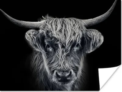 Produktbild von MuchoWow® Poster Schottischer Highlander - Schwarz - Kuh - Tiere 120x90 cm - Wandbild